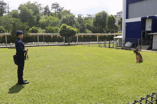 K9 Obedience Training 07